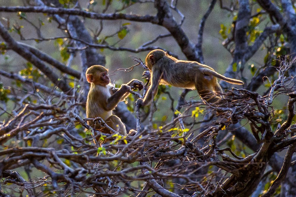 The monkey couple in Mount Popa.