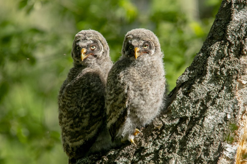 Photograph by Владимир Маер