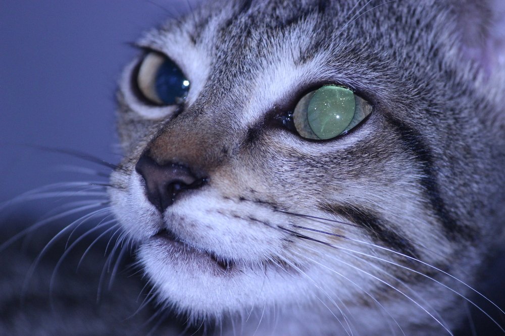Eyes of cat when reflect light