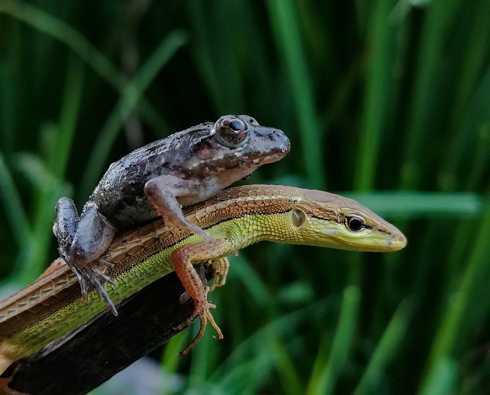 Photograph by Sang Lawu