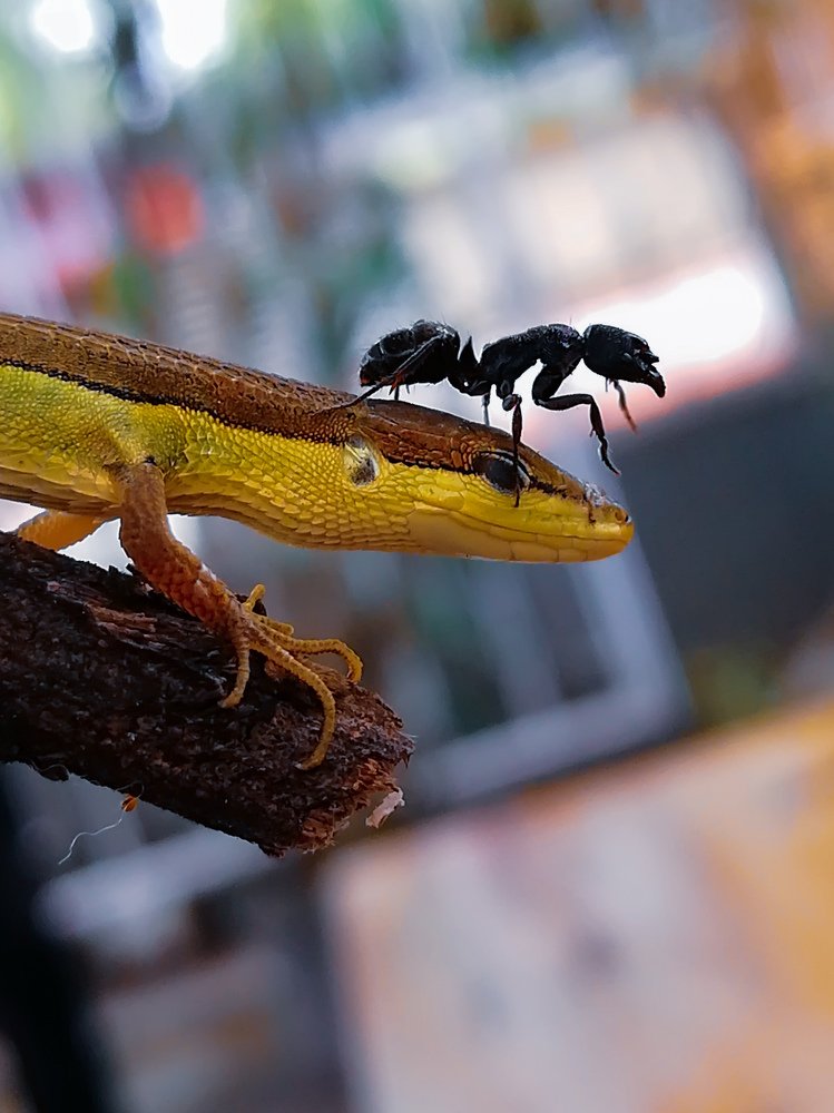 Photograph by Sang Lawu