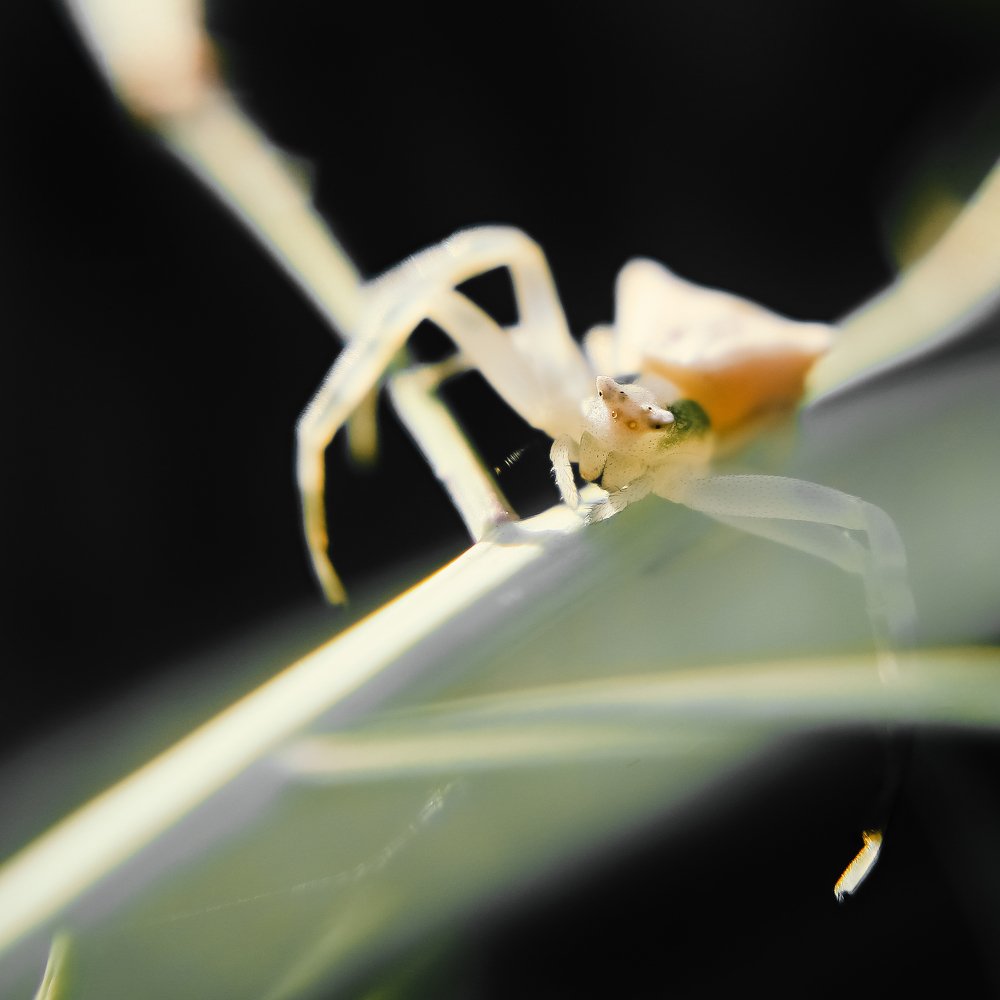 Photograph by ირაკლი დოლიძე