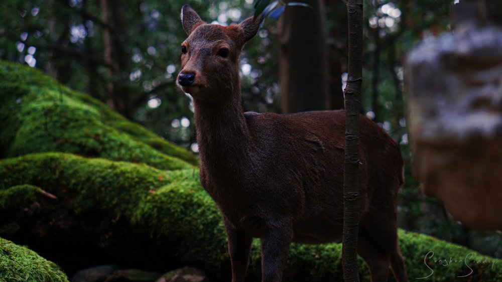 Photograph by Sungkun Siddiqi