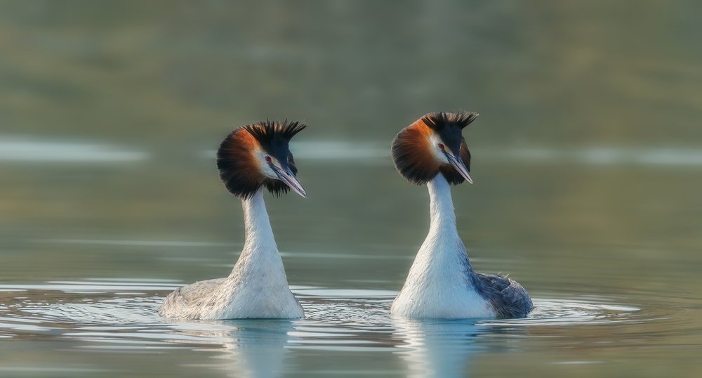 Утро для двоих