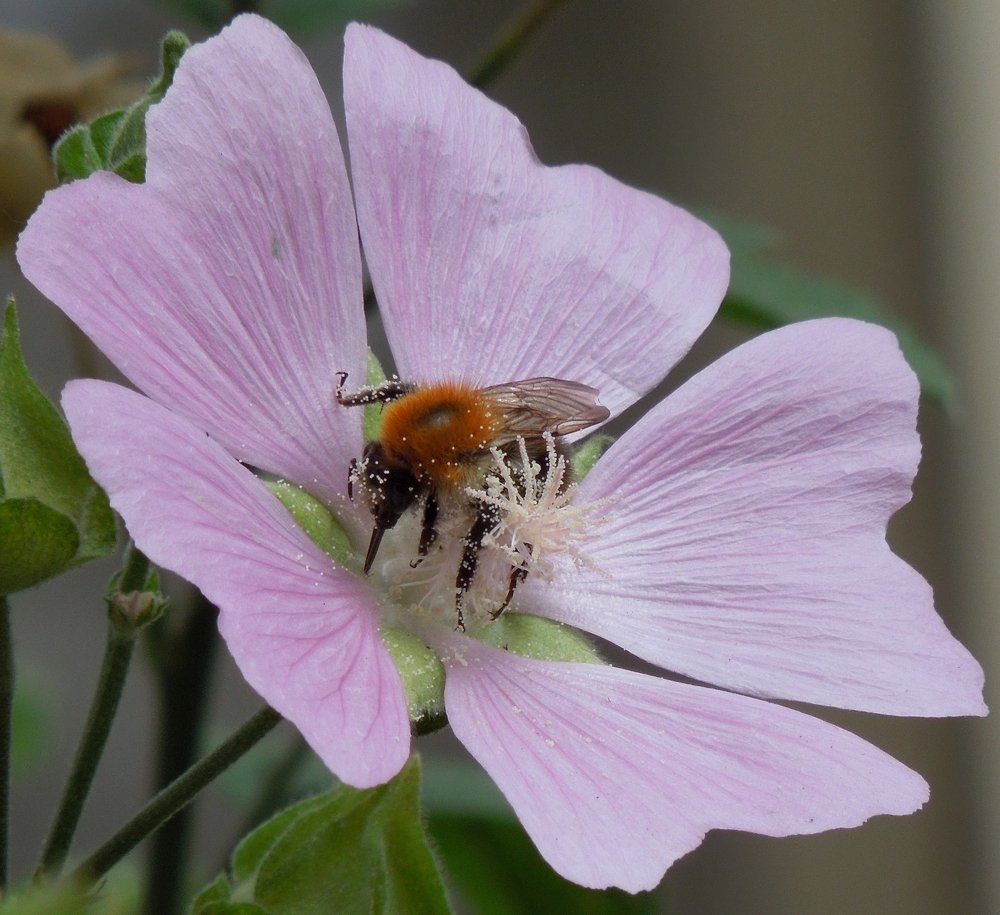 Photograph by Елена Болтенкова