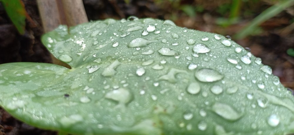 Photograph by Putu Wirya