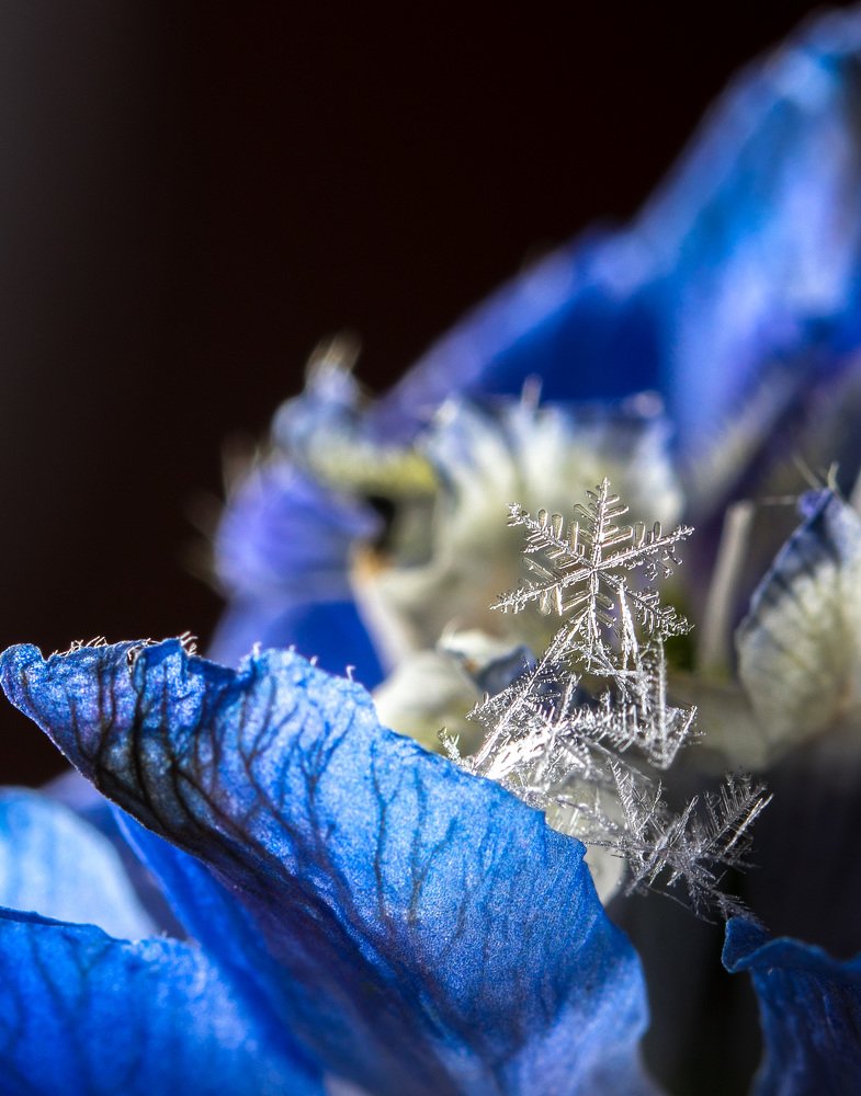 Снежинка на цветке