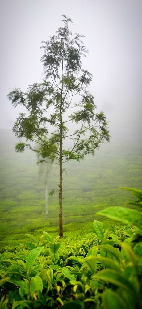 Photograph by Ajmal Pradeep