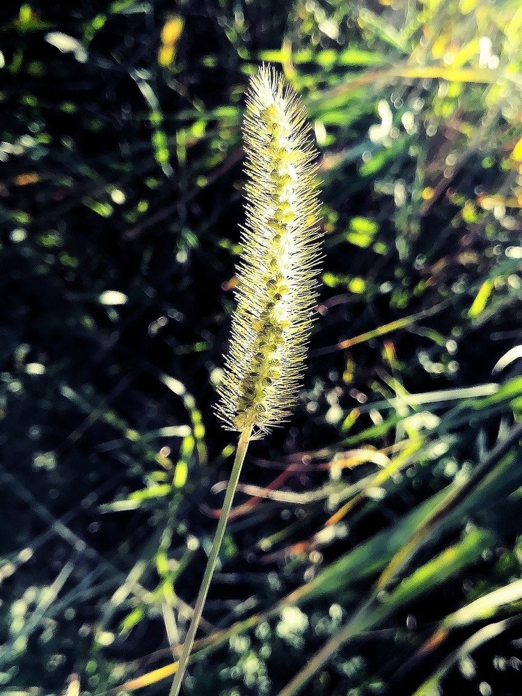 Photo #4435130