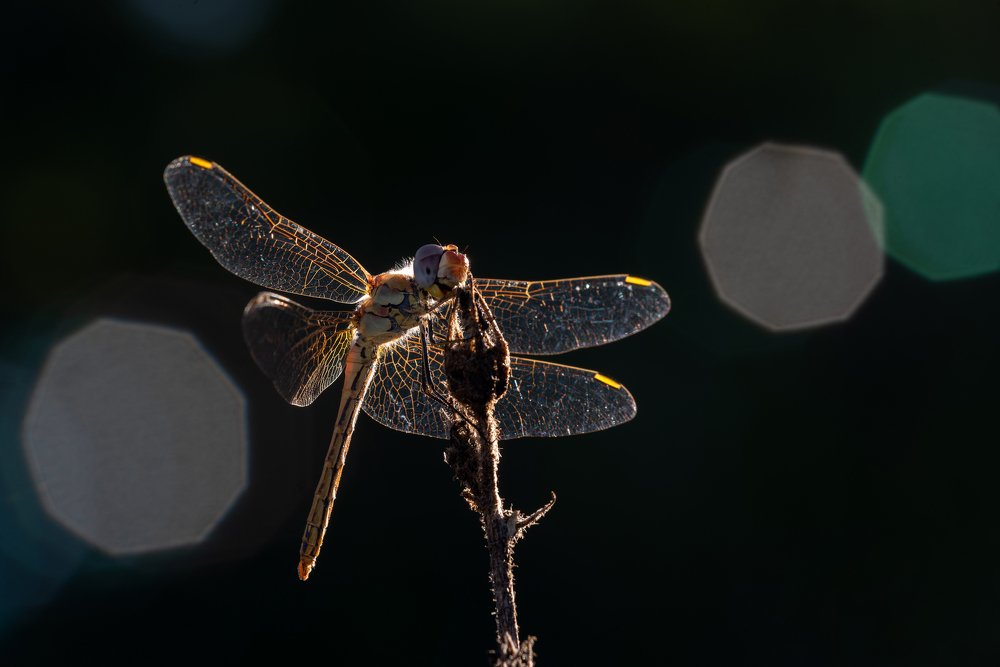 Photograph by Игорь ФУММ