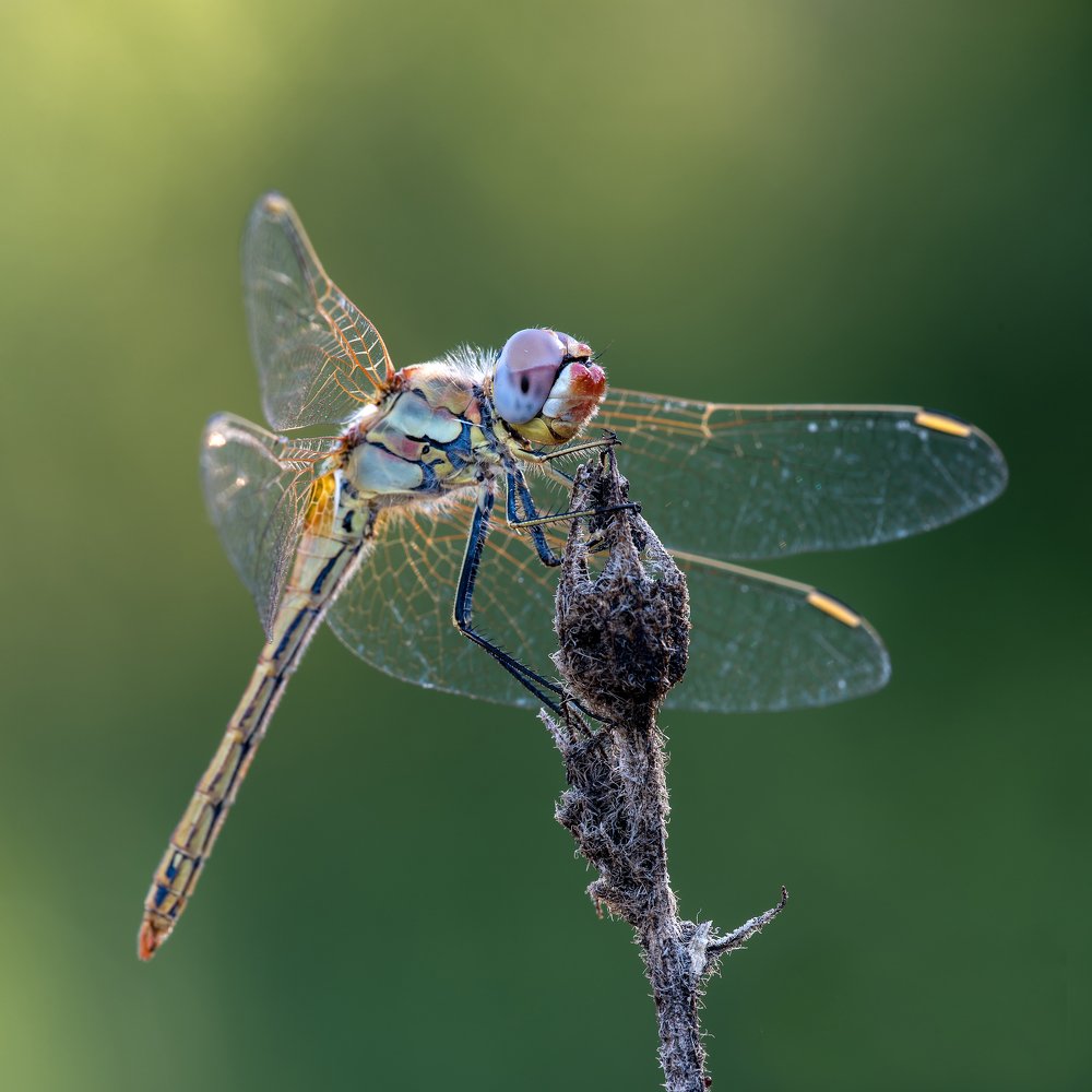 ТАК КАК ЖЕ СНИМАТЬ СТРЕКОЗУ?!! МААЛОТ ИЗРАИЛЬ.