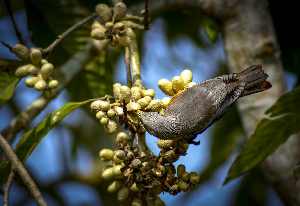 Photograph by Biswajit Das