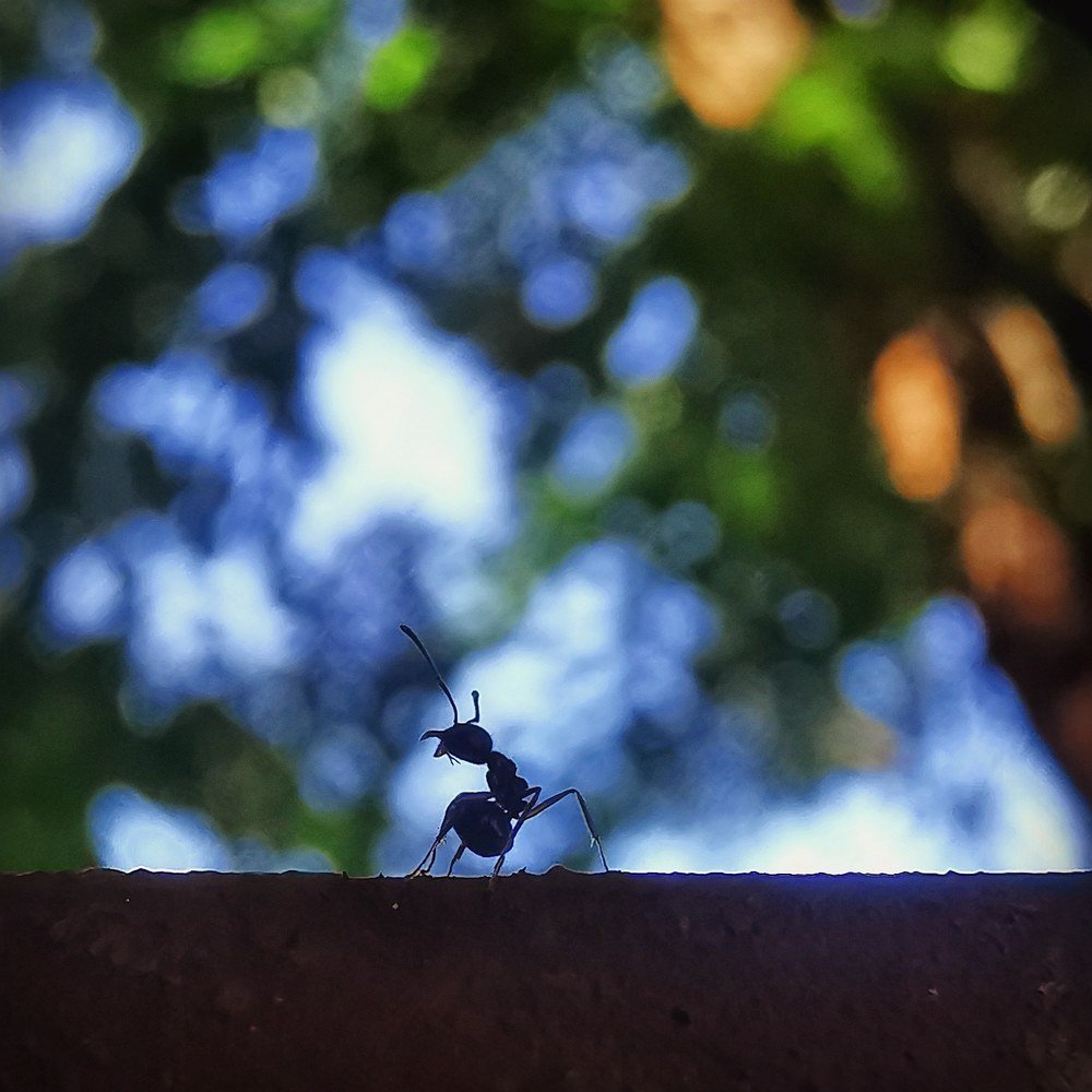Singing Ant.