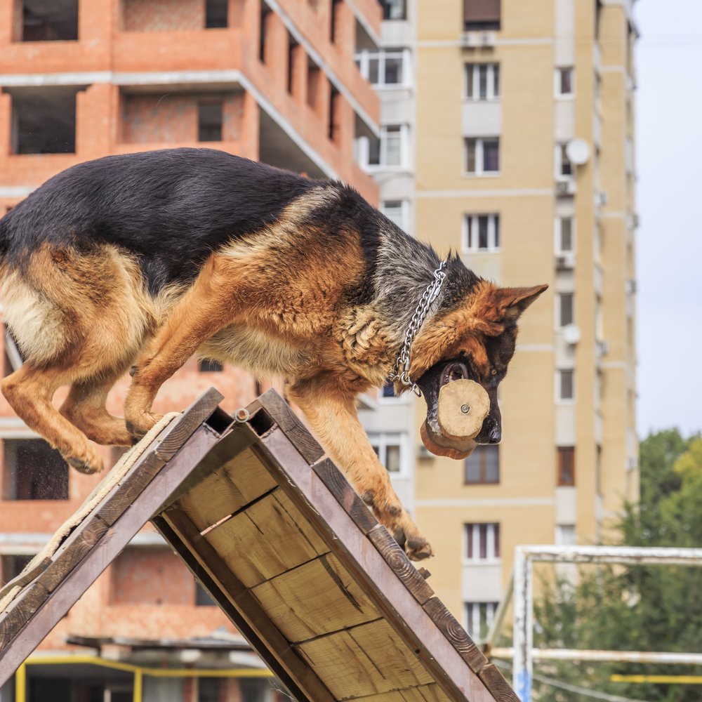 Я учусь, хозяин!