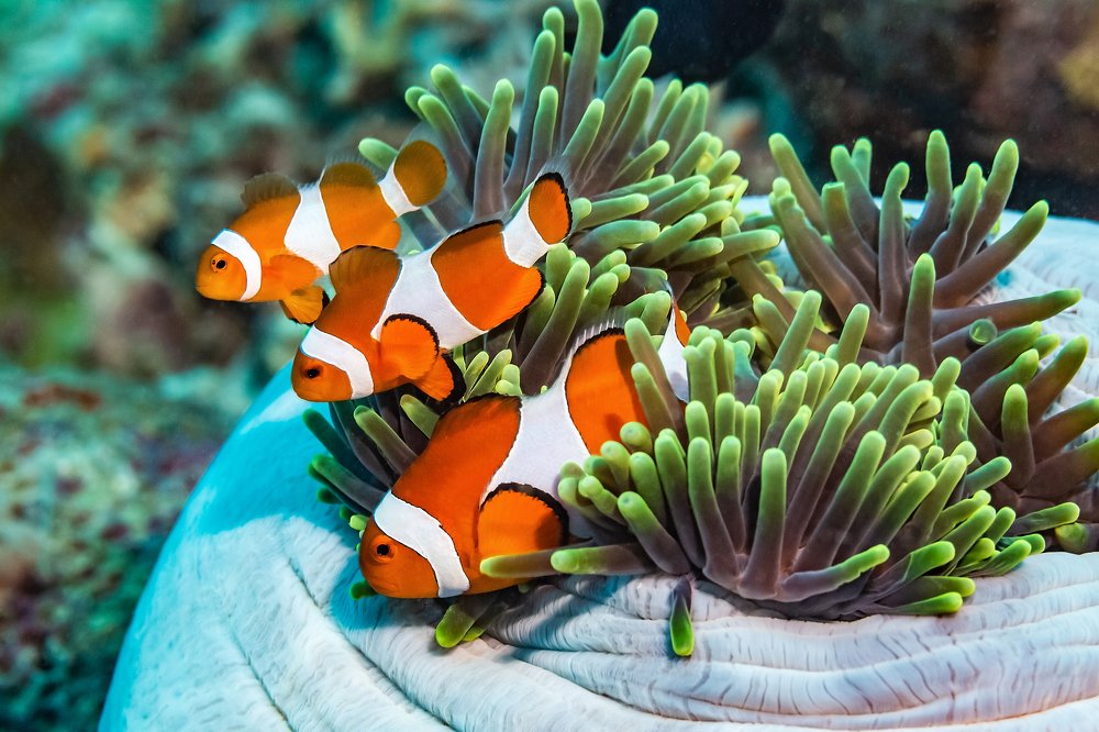 Photograph by Тетяна Тарасенко