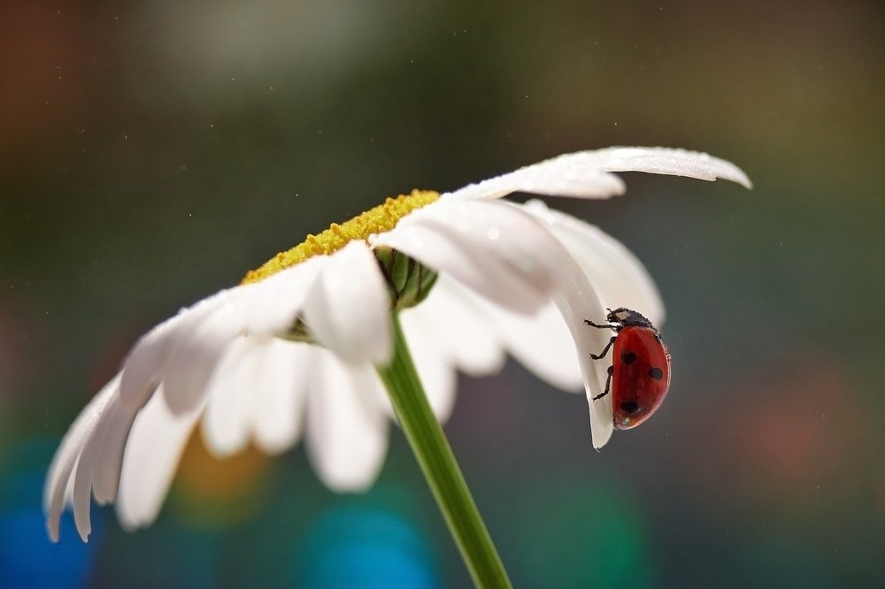 Photograph by Юлия Хаванова