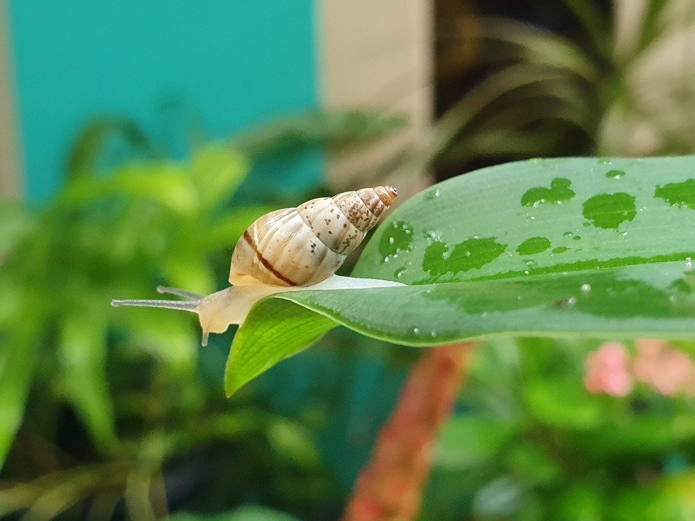 Slow and Steady wins the Race