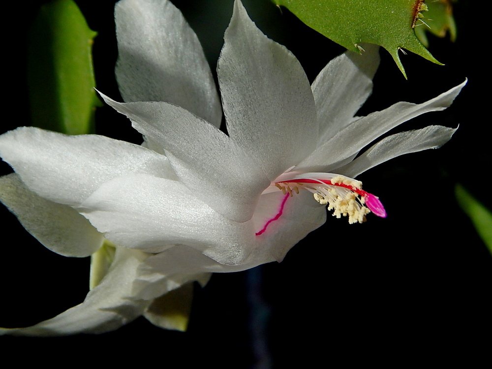 Цветок кактуса