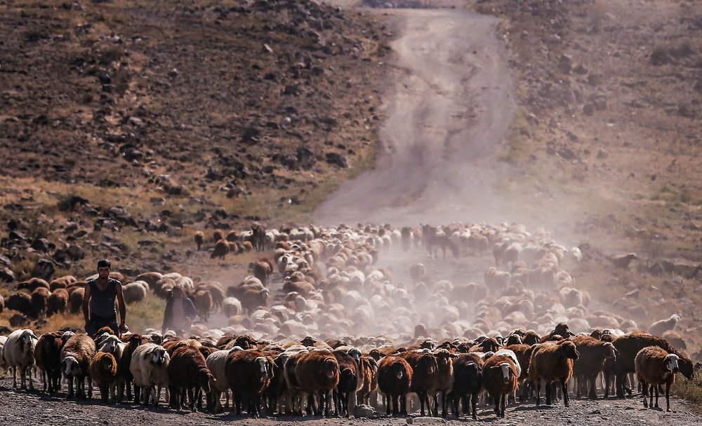 Одинокий пастух