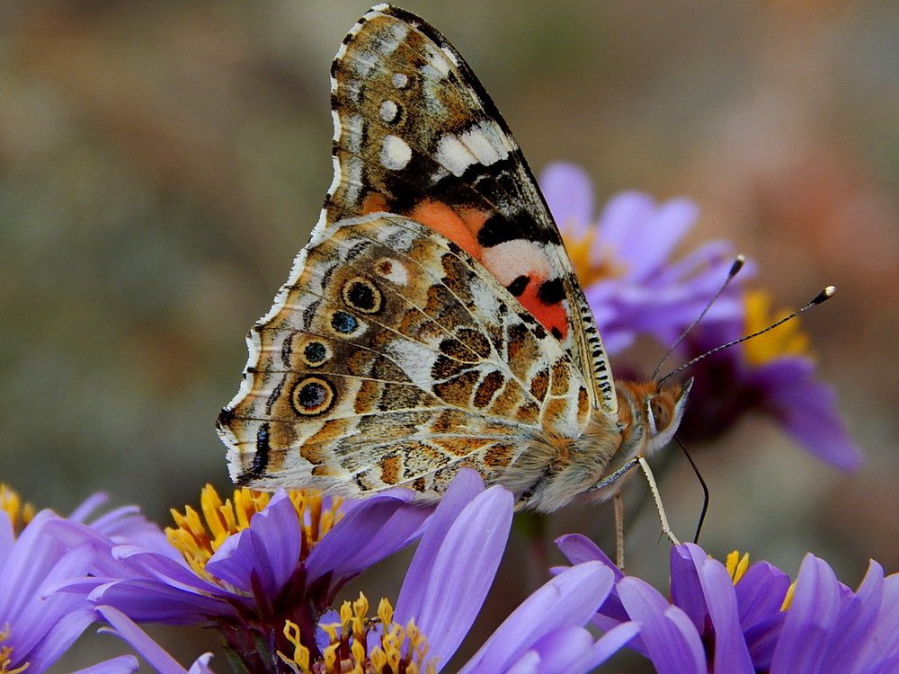 Бабочка-красавица