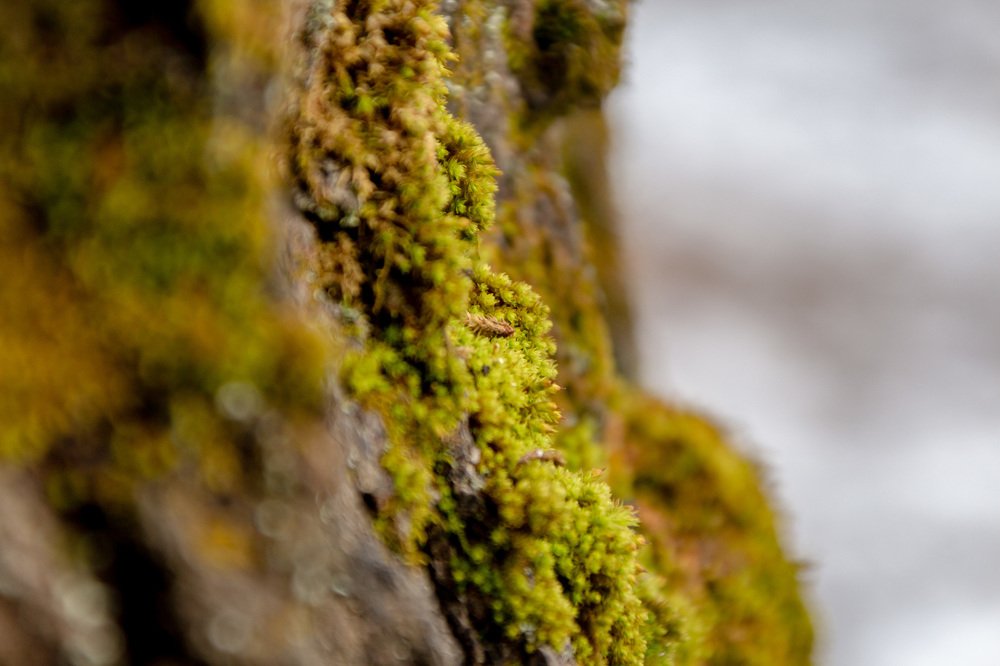 Photograph by Михаил Корнеев