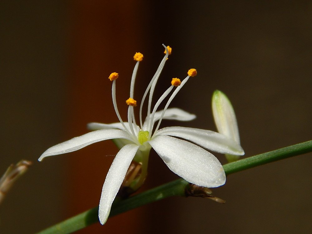 Цветок хлорофитума