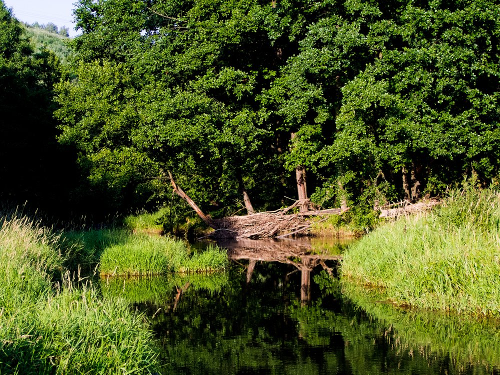 Photograph by Михаил Корнеев