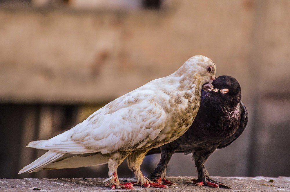 Photograph by islam elsayed eldaramlly