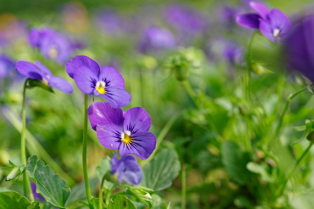 Photograph by Mahmudul Hasan