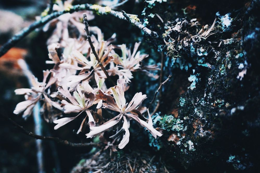 Photograph by Юлия Авсеенко
