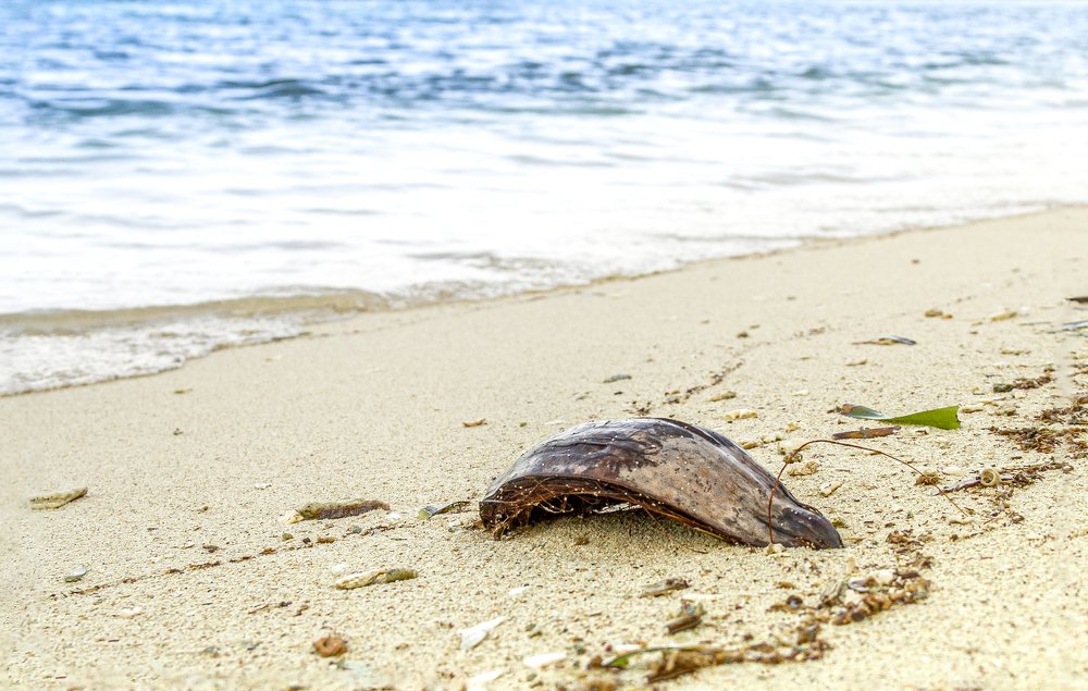 Photograph by Carla Salanova