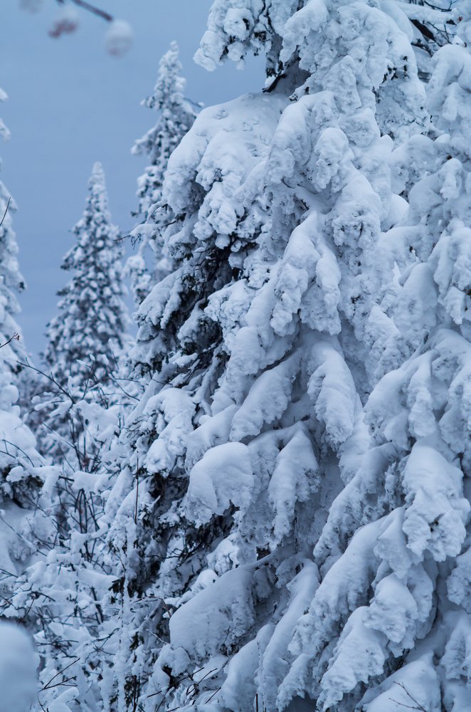 Сделано из снега