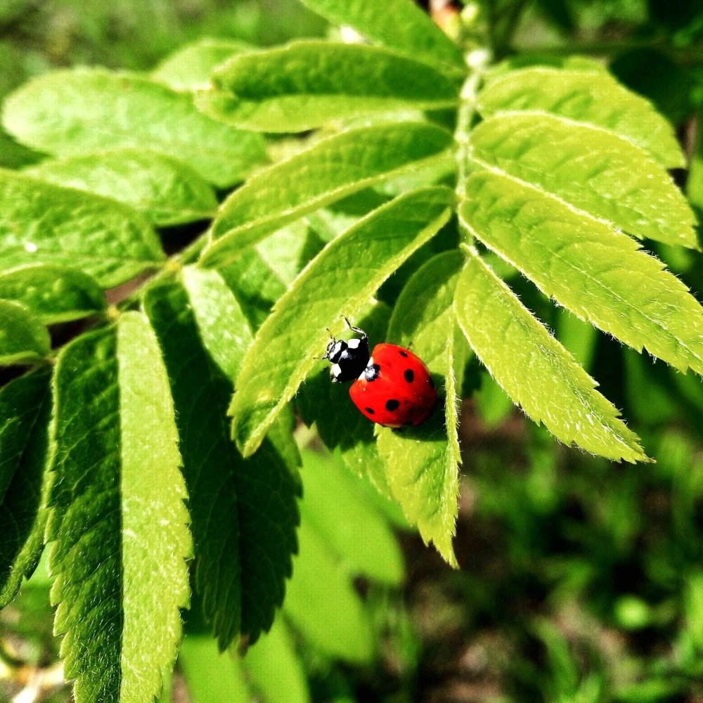 Божья коровка