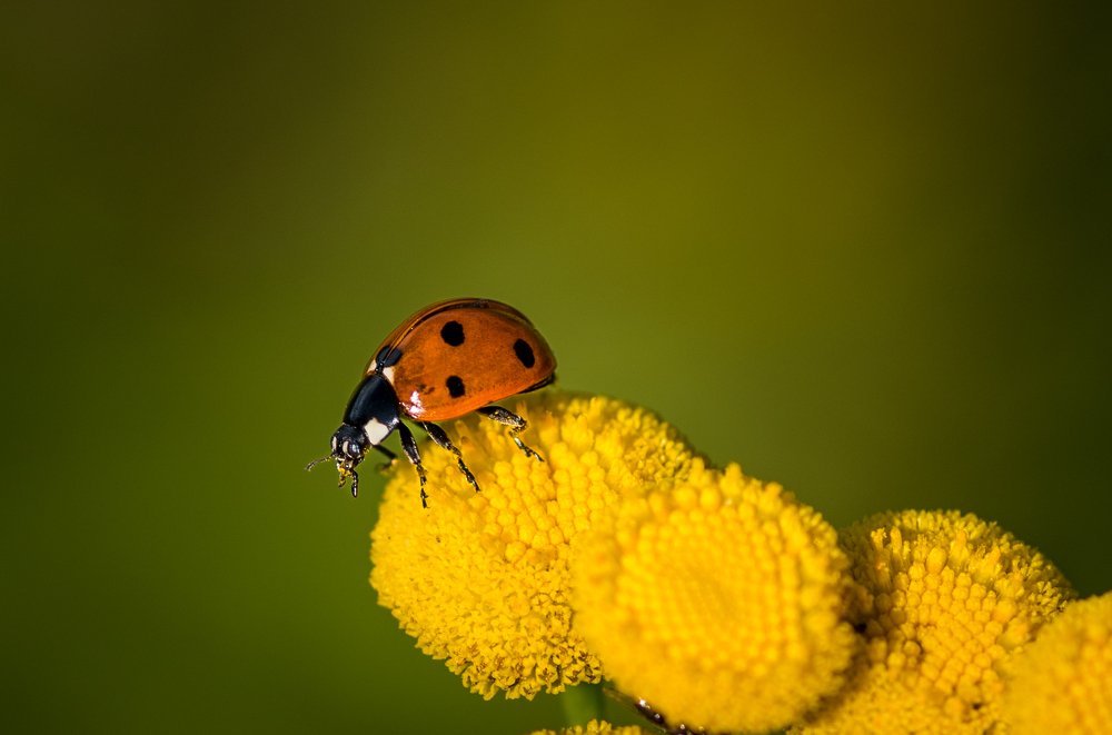Photograph by Ирина Моросеева