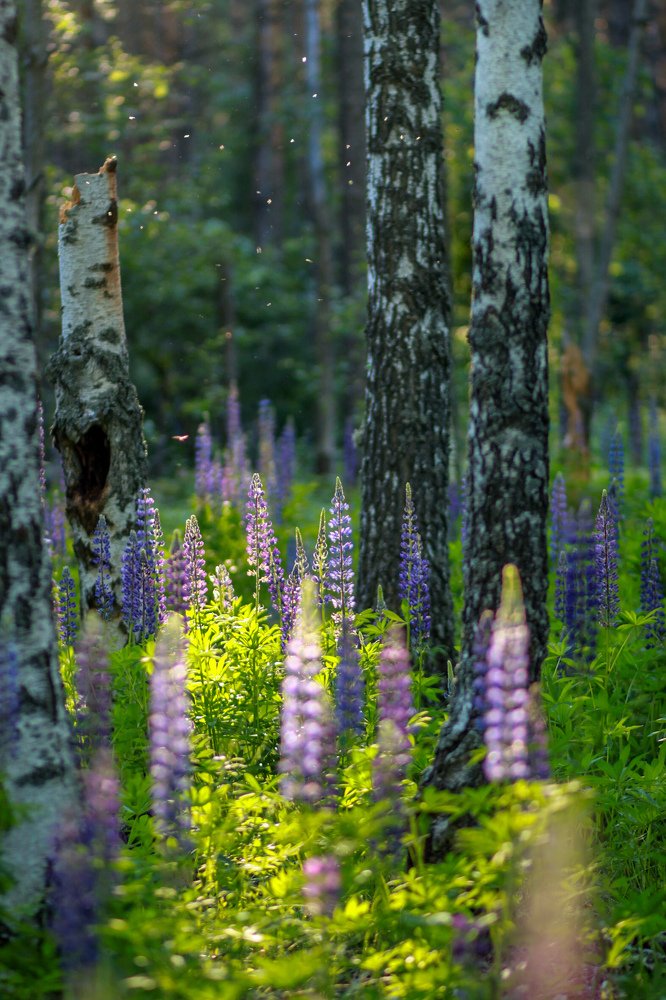 Photograph by Светлана Кавказская