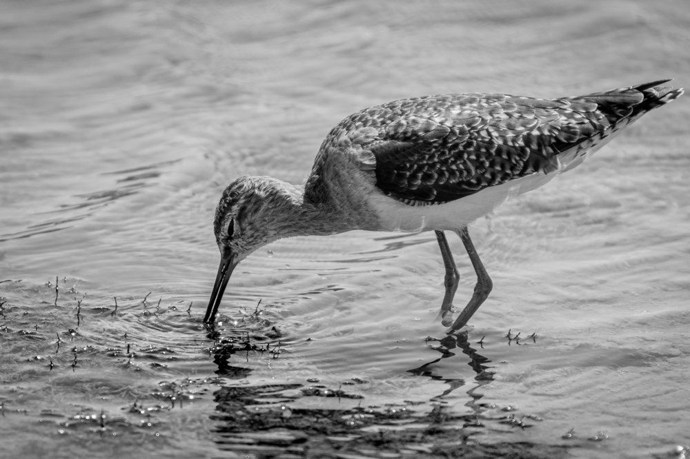 Photograph by MANSOUR ALOBAIDI