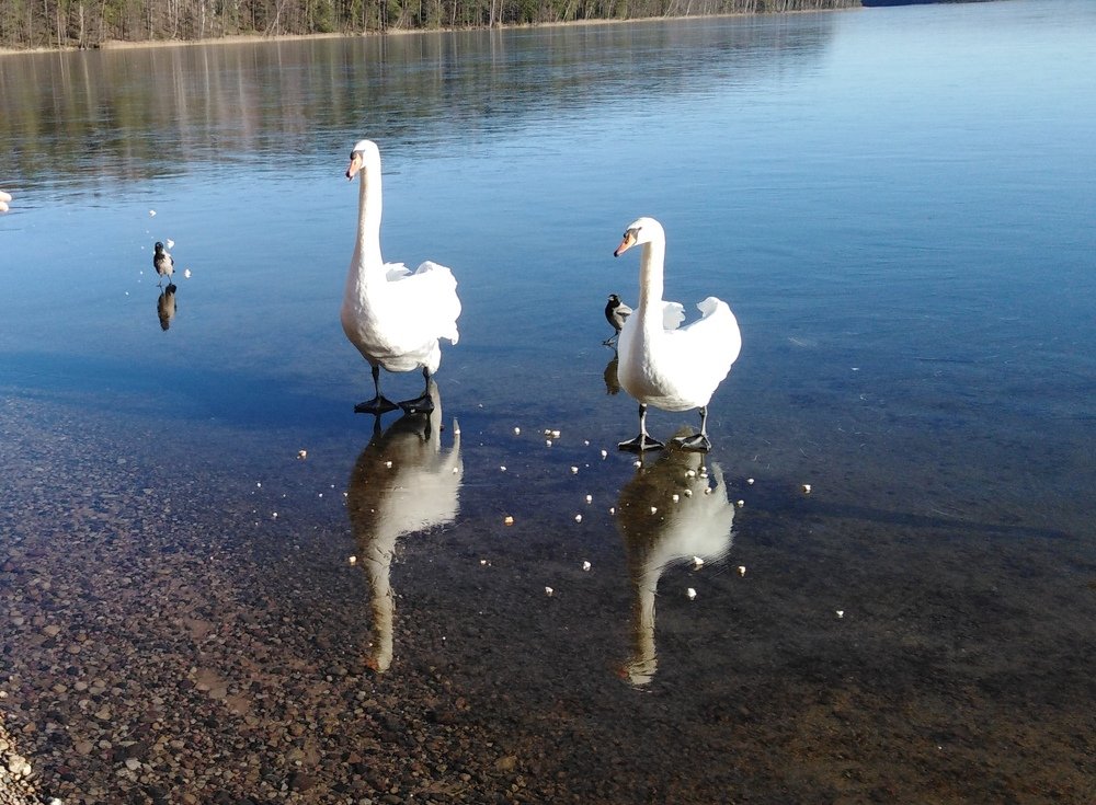 Photo #4437422