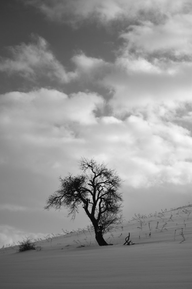 Photograph by Aso Mafakheri