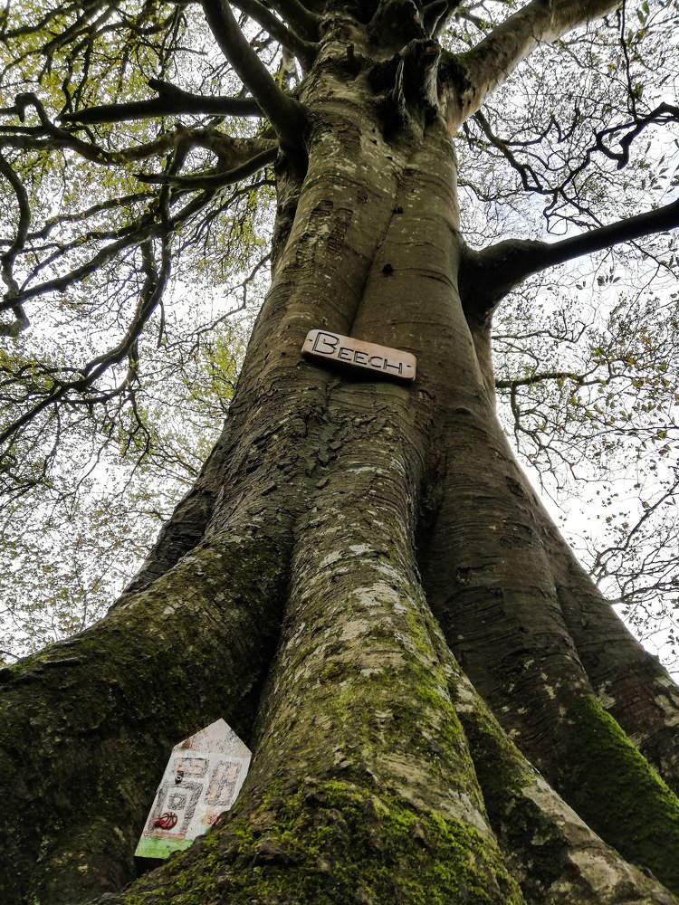 A fairy tree of Knockma Woods, Ireland