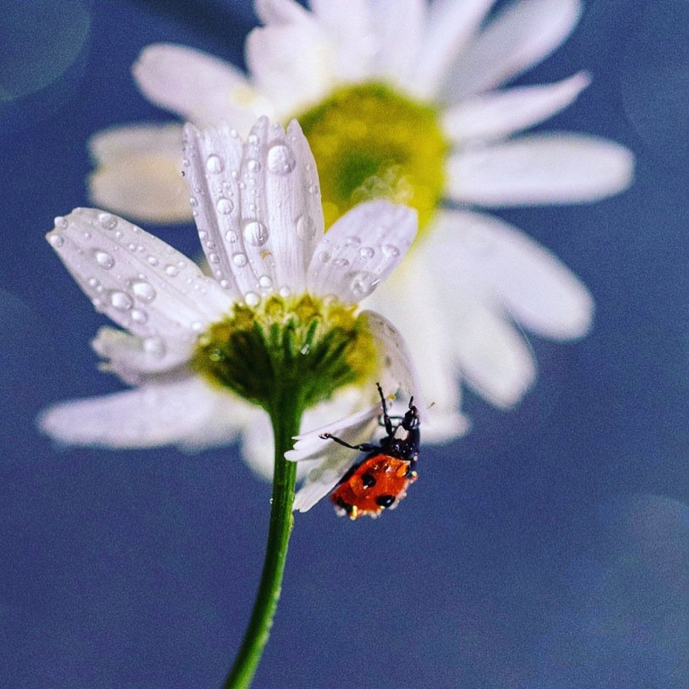 Photograph by Елена Иванова