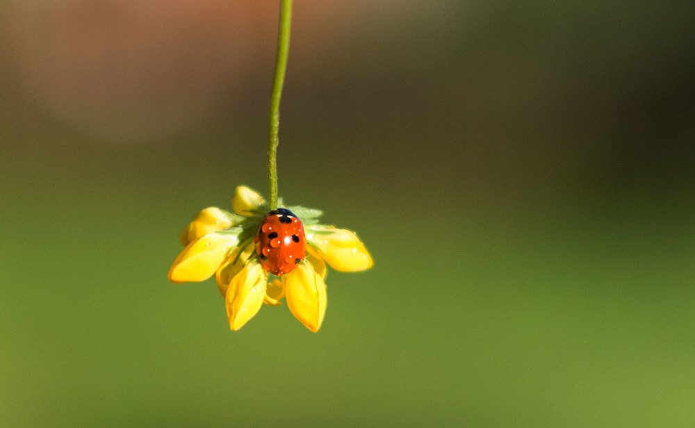 Photograph by Елена Иванова