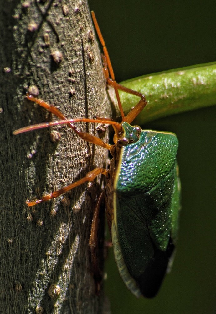 Photograph by Elvis Souza