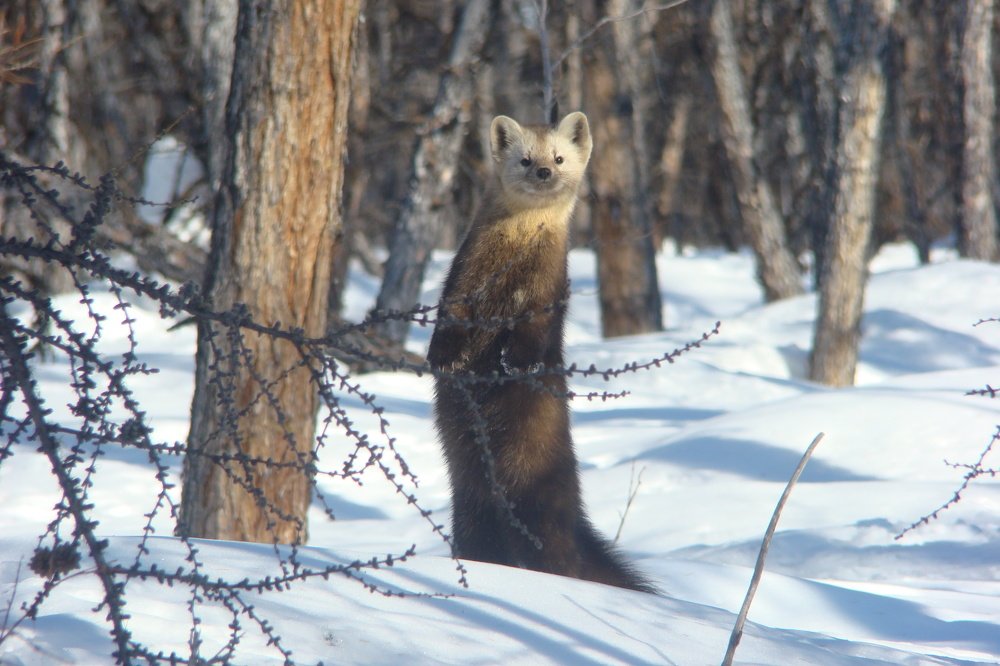 Photo #4438090