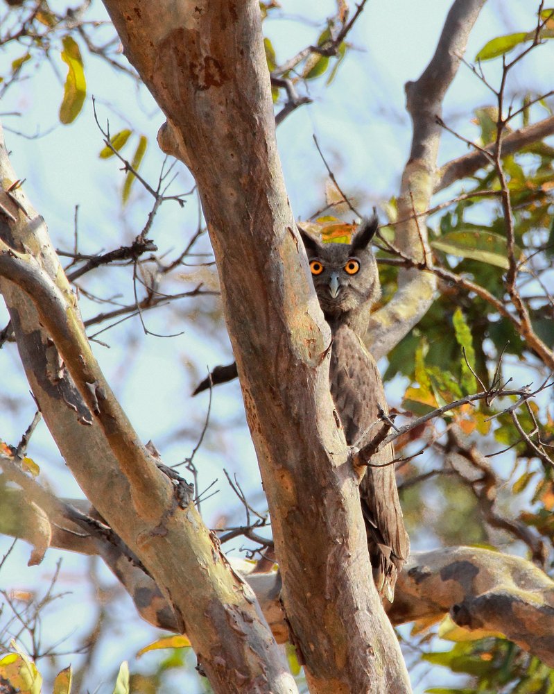 The dusky eagle-owl.