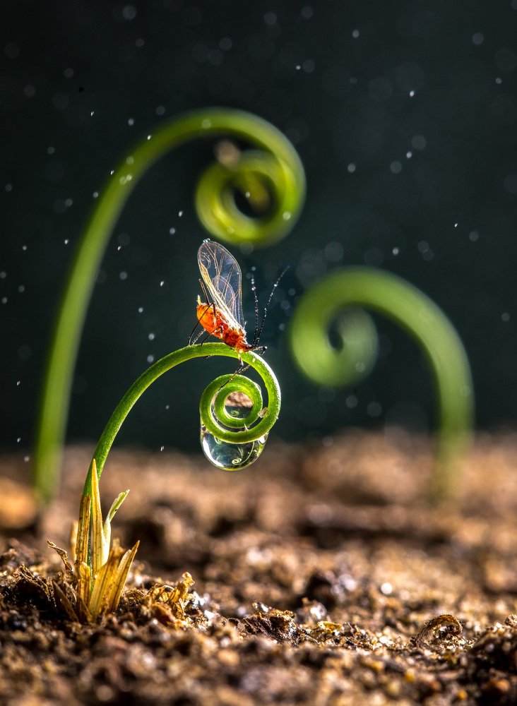 Волшебная букашка