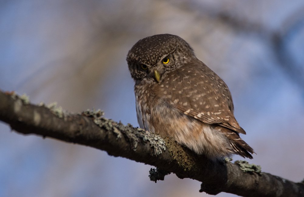 Фотография автора Татьяна Ливеровская
