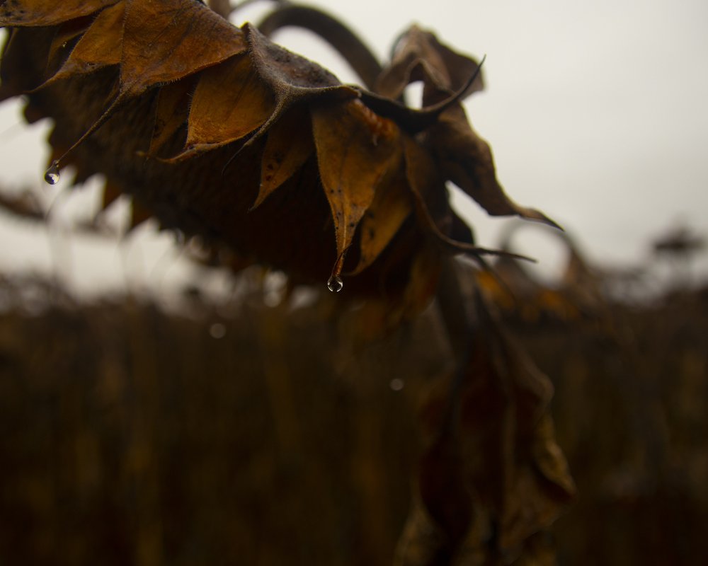 Photograph by Иван Гаврелюк