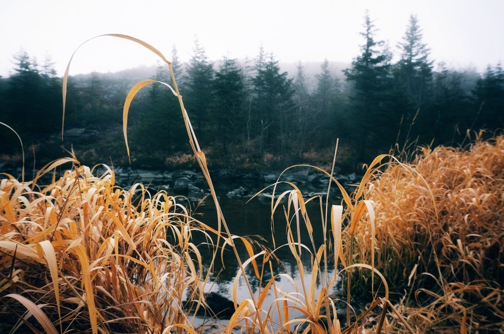 Photo #4438651