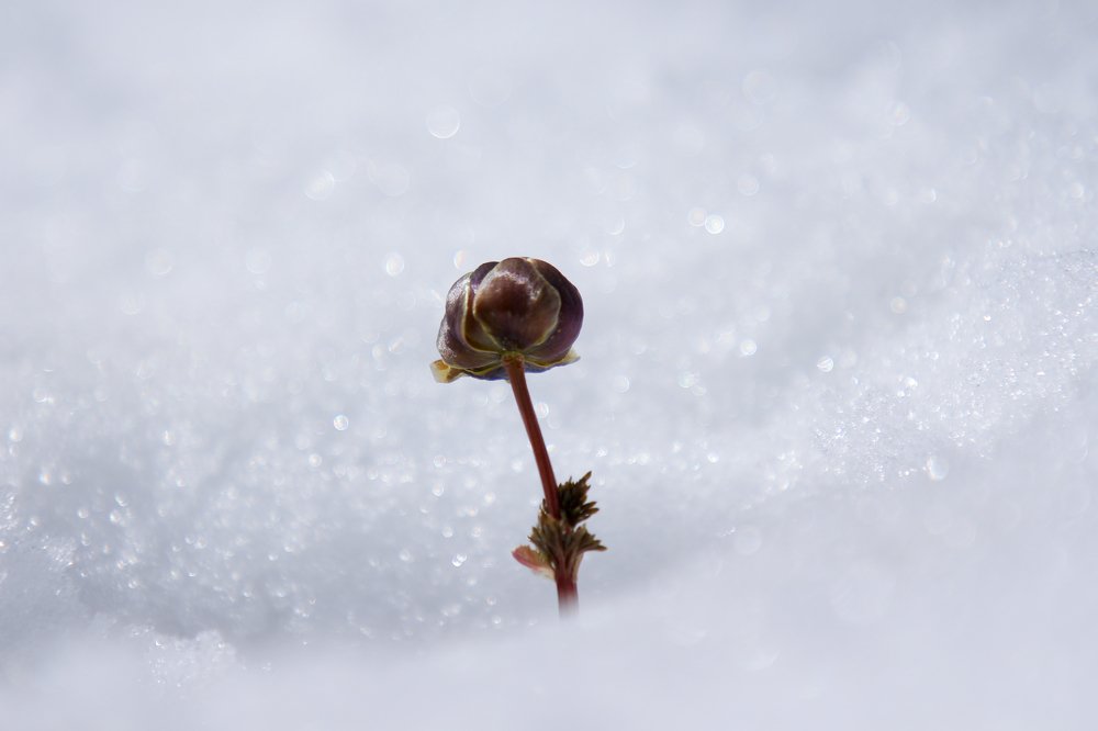 Photograph by Елена Кондратьева