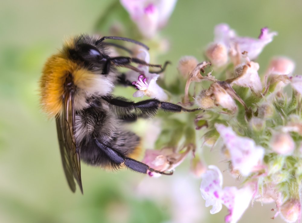 Середина лета